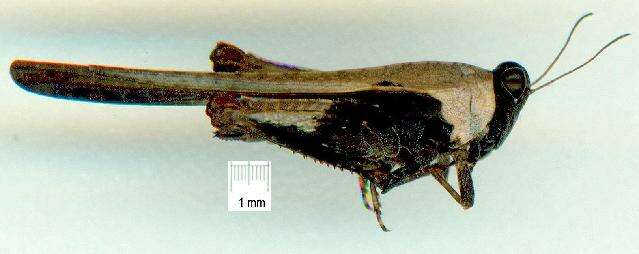 Image of Paratettix femoralis Bolívar & I. 1887