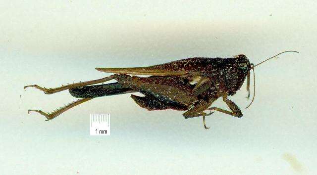 Image of Loxilobus accola Rehn & J. A. G. 1952