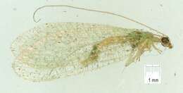 Image of Pseudomallada