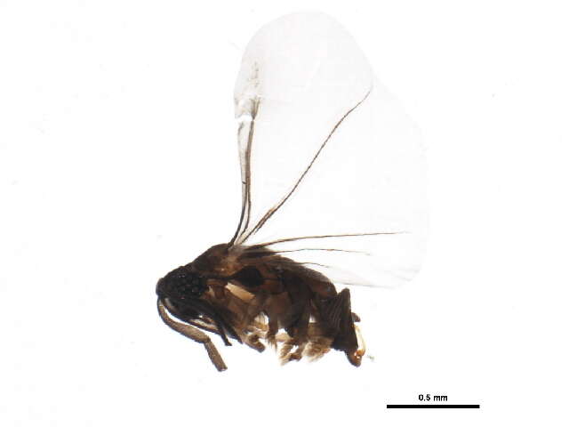 Imagem de Myrmecolacidae