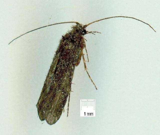 Image of Hydrobiosidae