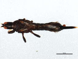 Image of Leaf-gall thrip