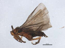 Image of Corioxenidae