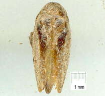 Image of Ectoneura