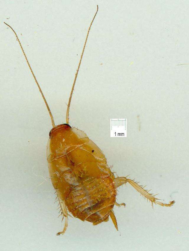 Image of bush cockroach