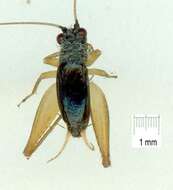 Image of Cricket