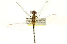 Image of Diplacodes trivialis (Rambur 1842)