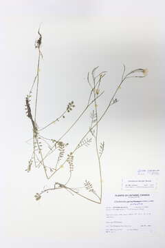 Image of Cardamine dentata Schult.