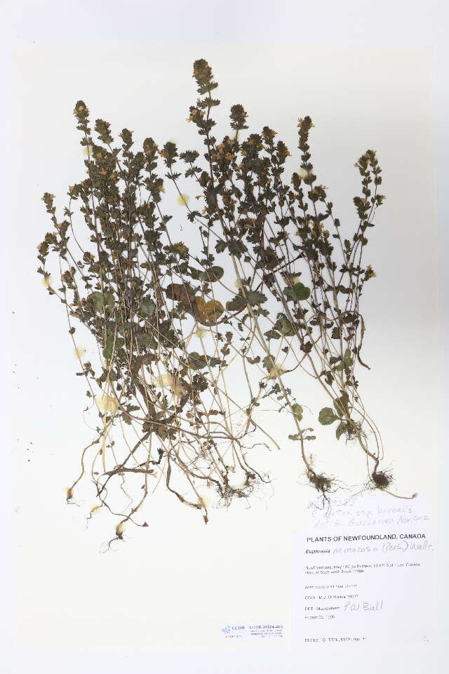 Image of Euphrasia arctica Lange ex Rostrup