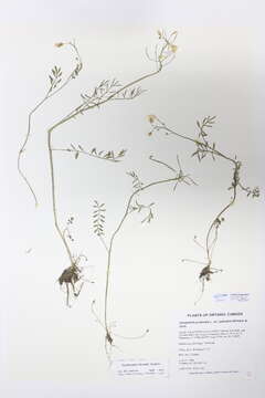 Image of Cardamine dentata Schult.