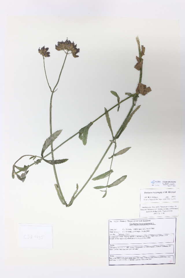 Image of Brazilian Vervain