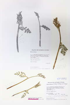 Image of false daisyleaf moonwort