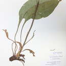Image of Limonium platyphyllum