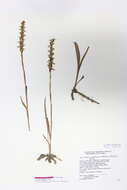 Image of Yellow nodding lady's tresses