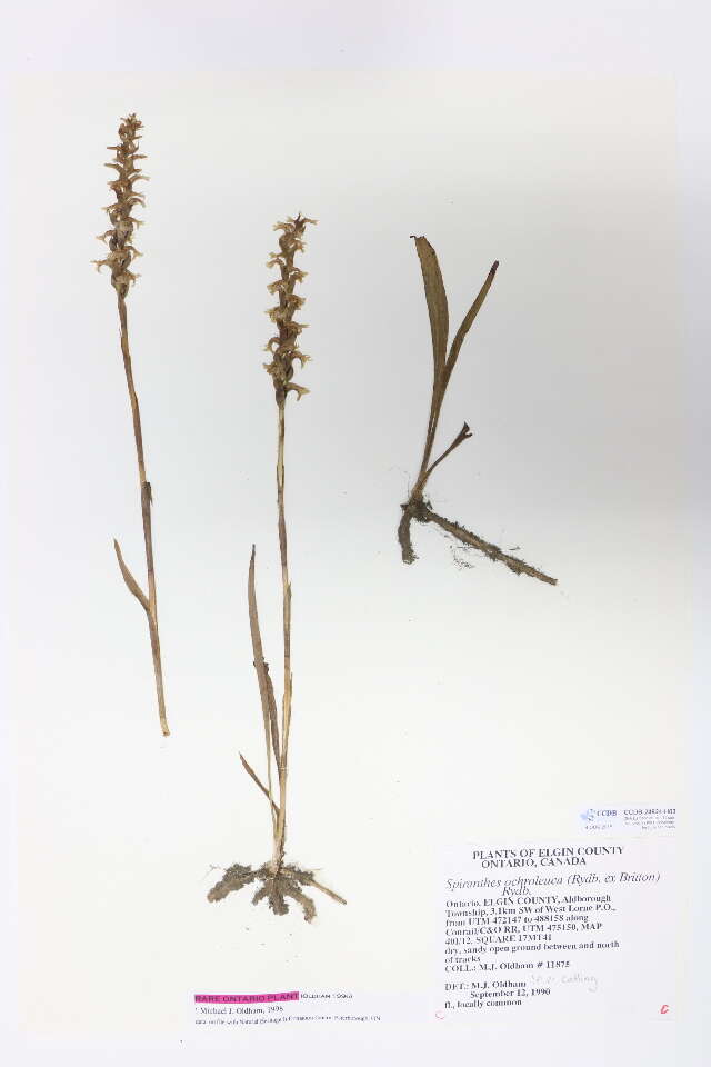 Image de Spiranthes ochroleuca (Rydb.) Rydb.