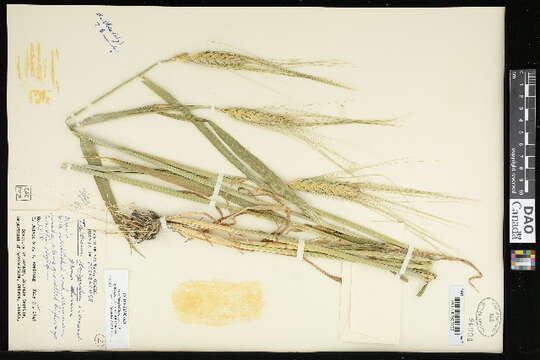 Image of rivet wheat