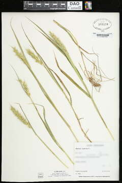 Imagem de Elymus virginicus L.