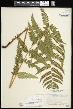 Image de Dryopteris clintoniana (D. C. Eat.) Dowell