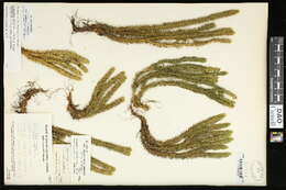 Image of Miyoshi's clubmoss