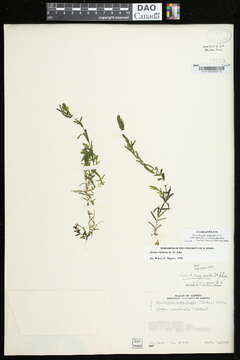 Plancia ëd Elodea bifoliata H. St. John