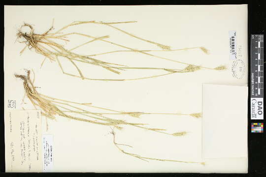 Hordeum depressum (Scribn. & J. G. Sm.) Rydb.的圖片