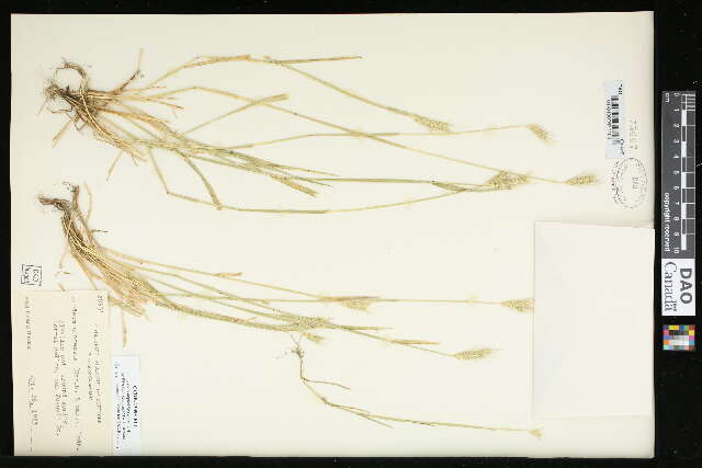 Hordeum depressum (Scribn. & J. G. Sm.) Rydb.的圖片