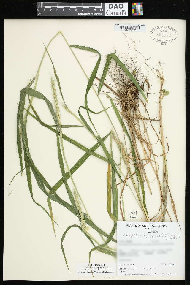 Imagem de Elymus macgregorii R. E. Brooks & J. J. N. Campb.