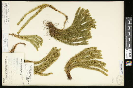 Image of Miyoshi's clubmoss