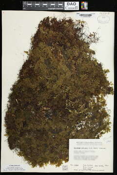 Imagem de Hymenophyllum wrightii v. d. Bosch