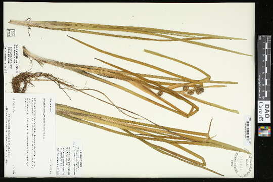 Image of clustered bur-reed