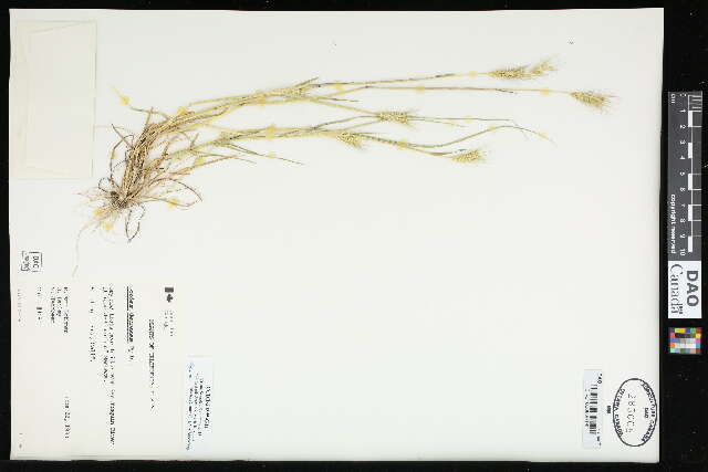 Hordeum depressum (Scribn. & J. G. Sm.) Rydb.的圖片