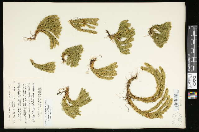 Image of Miyoshi's clubmoss