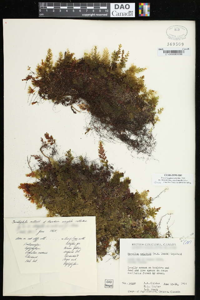 Image of Wright's Filmy Fern