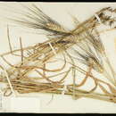 Image of Triticum turgidum subsp. durum (Desf.) Husn.