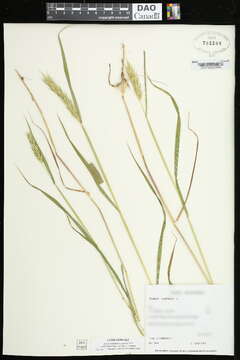 Imagem de Elymus virginicus L.