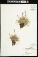 Image of Festuca frederikseniae E. B. Alexeev