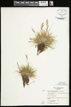 Image of Festuca frederikseniae E. B. Alexeev