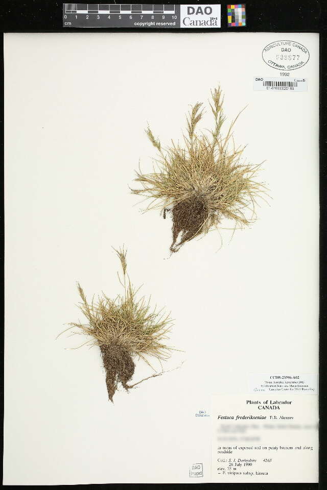 Plancia ëd Festuca frederikseniae E. B. Alexeev