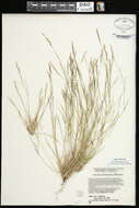 Image de Aristida dichotoma Michx.