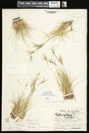 Plancia ëd Festuca frederikseniae E. B. Alexeev