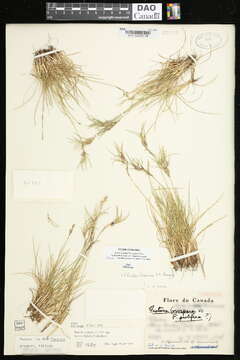 Image of Festuca frederikseniae E. B. Alexeev