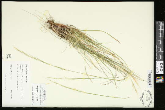 Image of western needlegrass