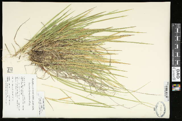 Image of starved panicgrass