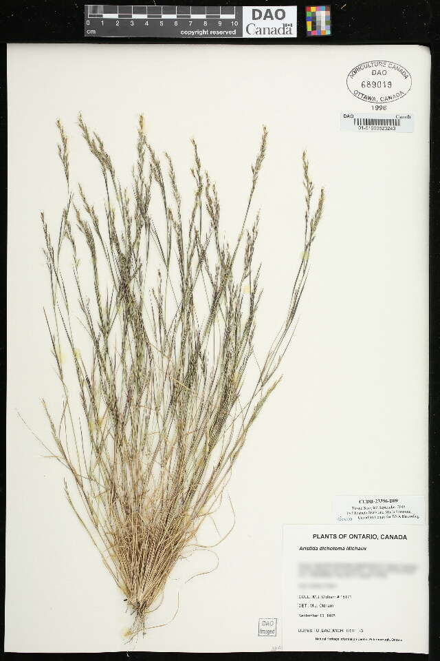 Image de Aristida dichotoma Michx.