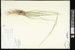 Image of western needlegrass