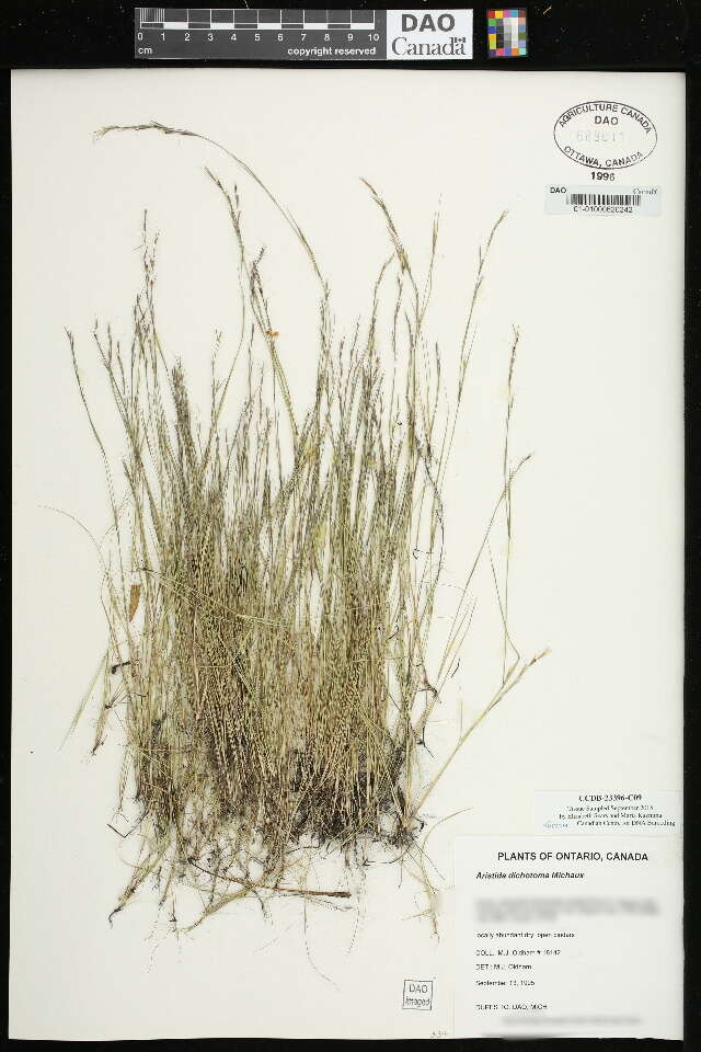 Image de Aristida dichotoma Michx.