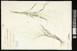 Image of lace grass