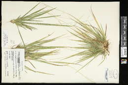 Image of starved panicgrass