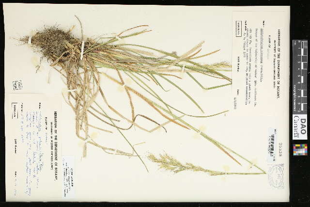 Image of oatgrass