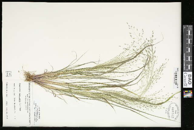 Image of lace grass